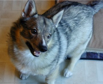 How could anyone resist this face?