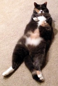 "Oh, it's you."  (YAWN)  "Pretty sure the litter box needs to be changed."