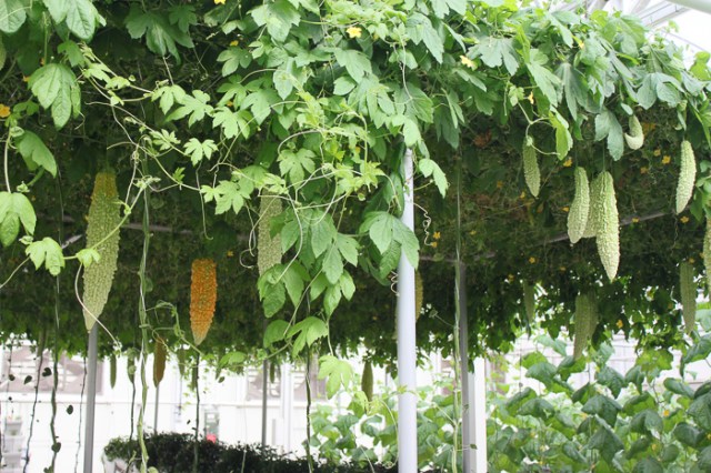 If I saw these growing in my garden, I would get out the matches and gasoline.