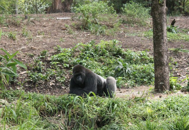 "Heeeeeey ladies!  I'm a legit silverback, you know..."