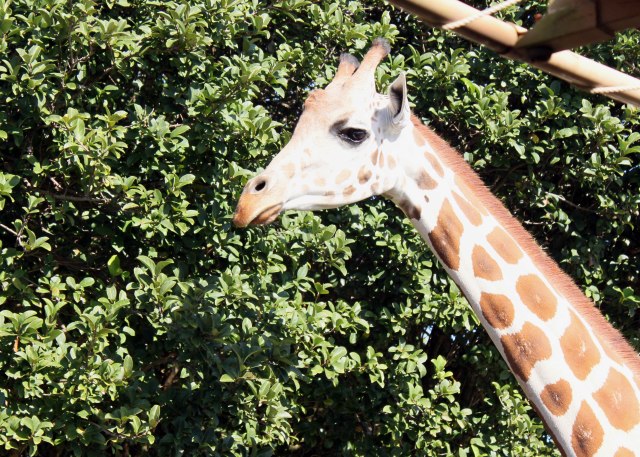 "Why do we all have to have labels, man?  Maybe we are just giraffes, you know?"