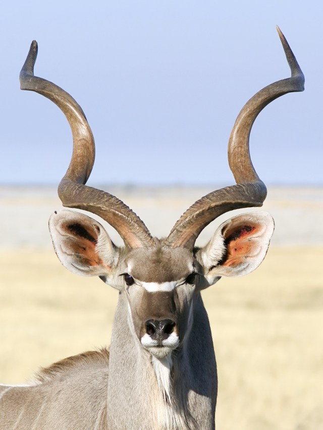 "Waitaminute.  Are you telling me that NONE of your Nemo pictures turned out?  And so you are resorting to me, an attractive male kudu to highlight this section for you?"