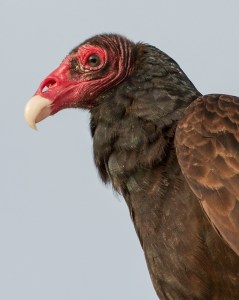 Usually the vultures are hanging out in Splash Mountain.