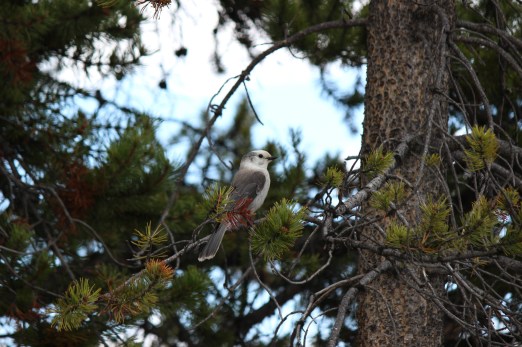 Gray Jay