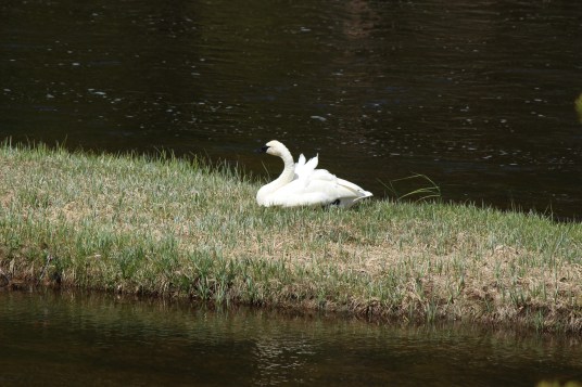 Trumpeter Swan