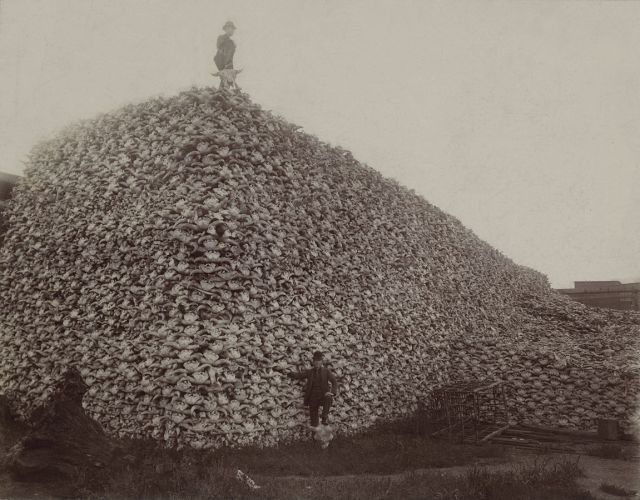 Bison skulls waiting to be ground into fertilizer, circa 1870.