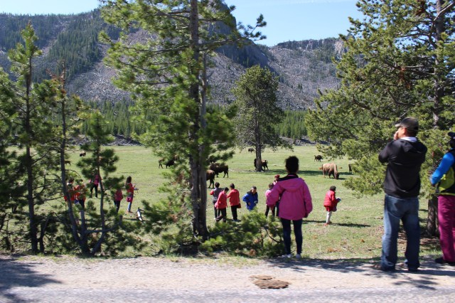 "I've got a great idea, kids, let's go chase the wild animals!"