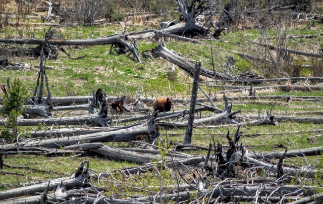 Which sounds more delicious: a caramel bear or a cinnamon bear?