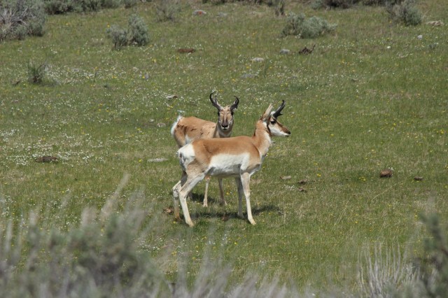 The pronghorn were posing for a 1970s album cover.
