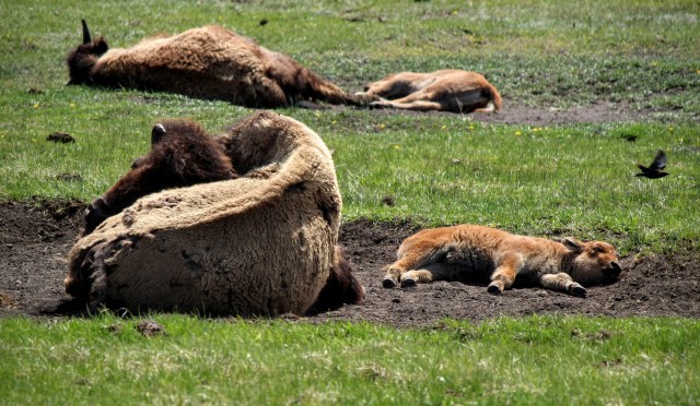 Like any intelligent animal, bison like to take a long, mid-day nap.