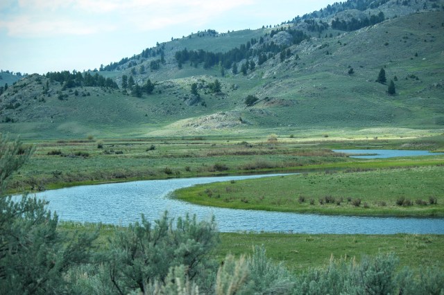 There are wolves in this photo, apparently.