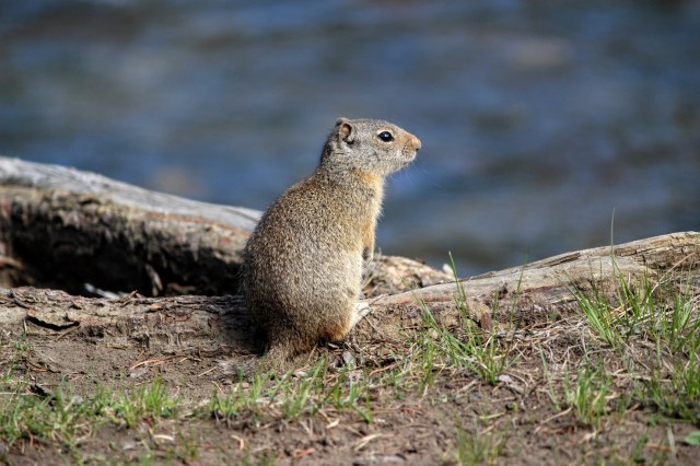This squirrel is a paragon of self-discipline.