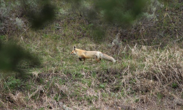 The red fox has one of the longest commutes of any animal in the park.