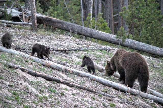 The most dangerous animal in North America. With her adorable cubs.