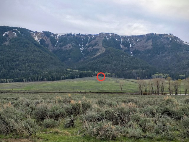 Portrait of a famous Yellowstone grizzly bear (circled).