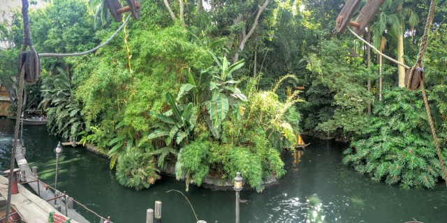 The trees in Disneyland were looking a little "jungle-y."