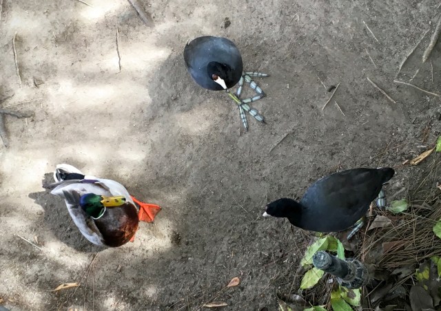 Always wanted to live in Disneyland full-time? You just need to be a mallard or a coot.