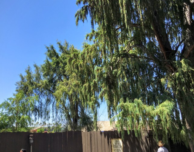 The thrilling view of Star Wars Land construction.