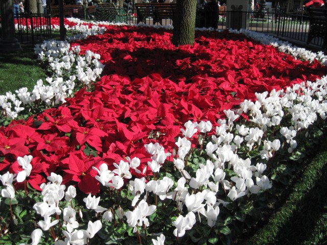 The flowers in Main Street, U.S.A. get into the Holiday spirit, as well.